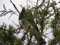 Albums/20060200-New Zealand 2006/20060207-South to Fox/10